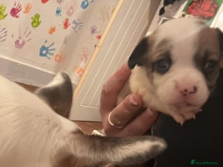 Mixed Breed dogs 3/4 chihuahua 1/4 jack Russel - Advert 1