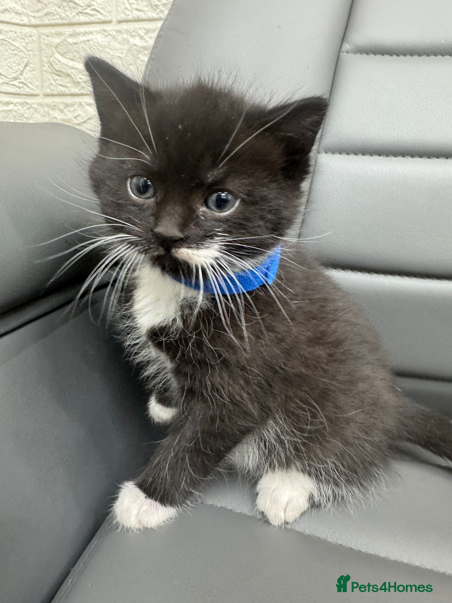 Mixed Breed cats Kittens need new home  - Advert 6