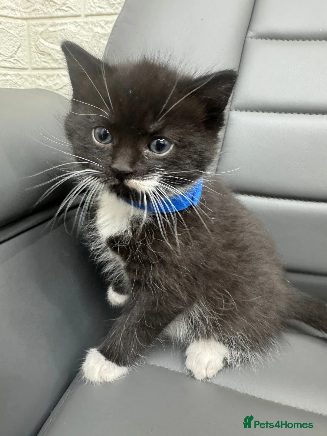 Mixed Breed cats for sale: Kittens need new home  - Advert 1