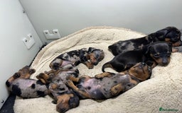 Miniature Dachshund dogs for sale: Miniature Dachshund KC ready now  - Image 22