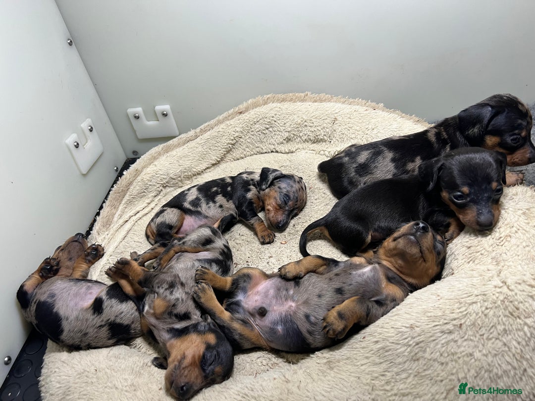 Miniature Dachshund dogs for sale: Miniature Dachshund KC ready now  - Image 22