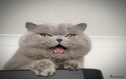 British Shorthair cats for sale: British Shorthair - Image 2