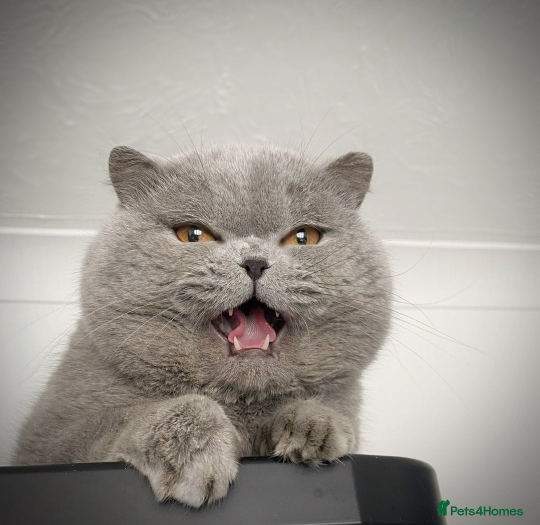 British Shorthair cats for sale: British Shorthair - Image 2