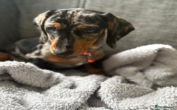 Dachshund dogs for sale: 9 month old dachshund for sale  - Image 5