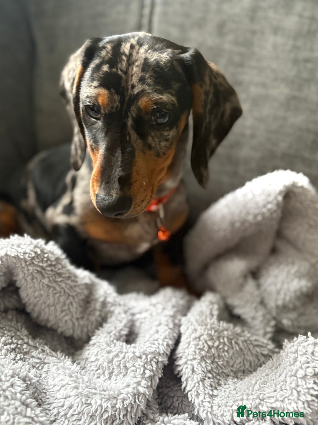 Dachshund dogs for sale: 9 month old dachshund for sale  - Image 5