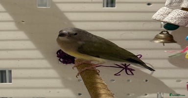 Finches birds gouildan finches available Runcorn  - Advert 3