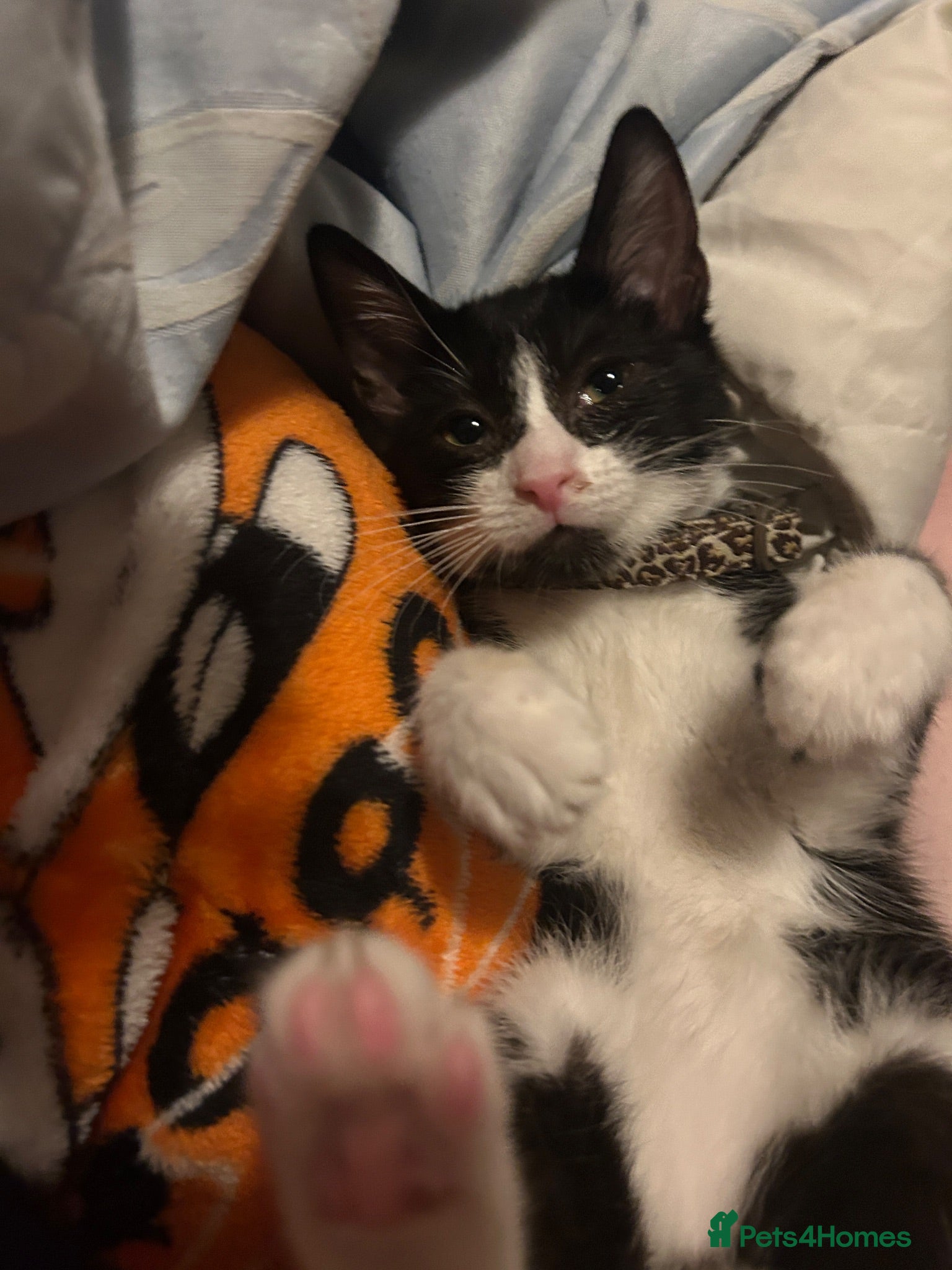 Aegean cats Kitten for sale need gone ASAP  - Advert 3