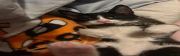 Aegean cats for sale: Kitten for sale need gone ASAP  - Advert 1