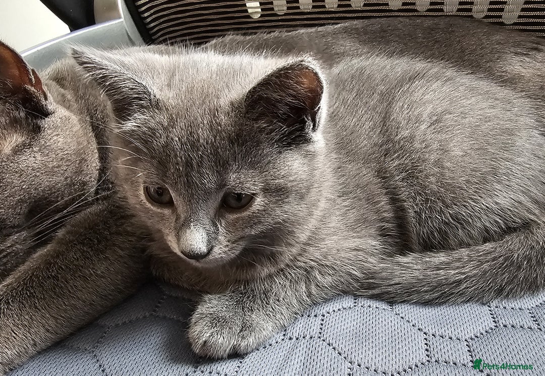 Chartreux cats for sale: 🌟Exclusive GCCF Chartreux Kitten – Elegant Amber - Image 4