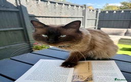 Maine Coon cats for sale:  Adorable Ragdoll x Maine Coon Kittens  - Image 15