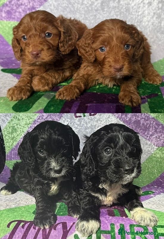 Cockapoo dogs F1 various mini cockapoos 30 dna health tested clr - Advert 2