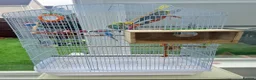 Budgerigars birds for sale:     3 Stunning Budgies with Cage & Accessories in Dewsbury - Advert 3