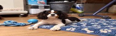 Cavalier King Charles Spaniel 1