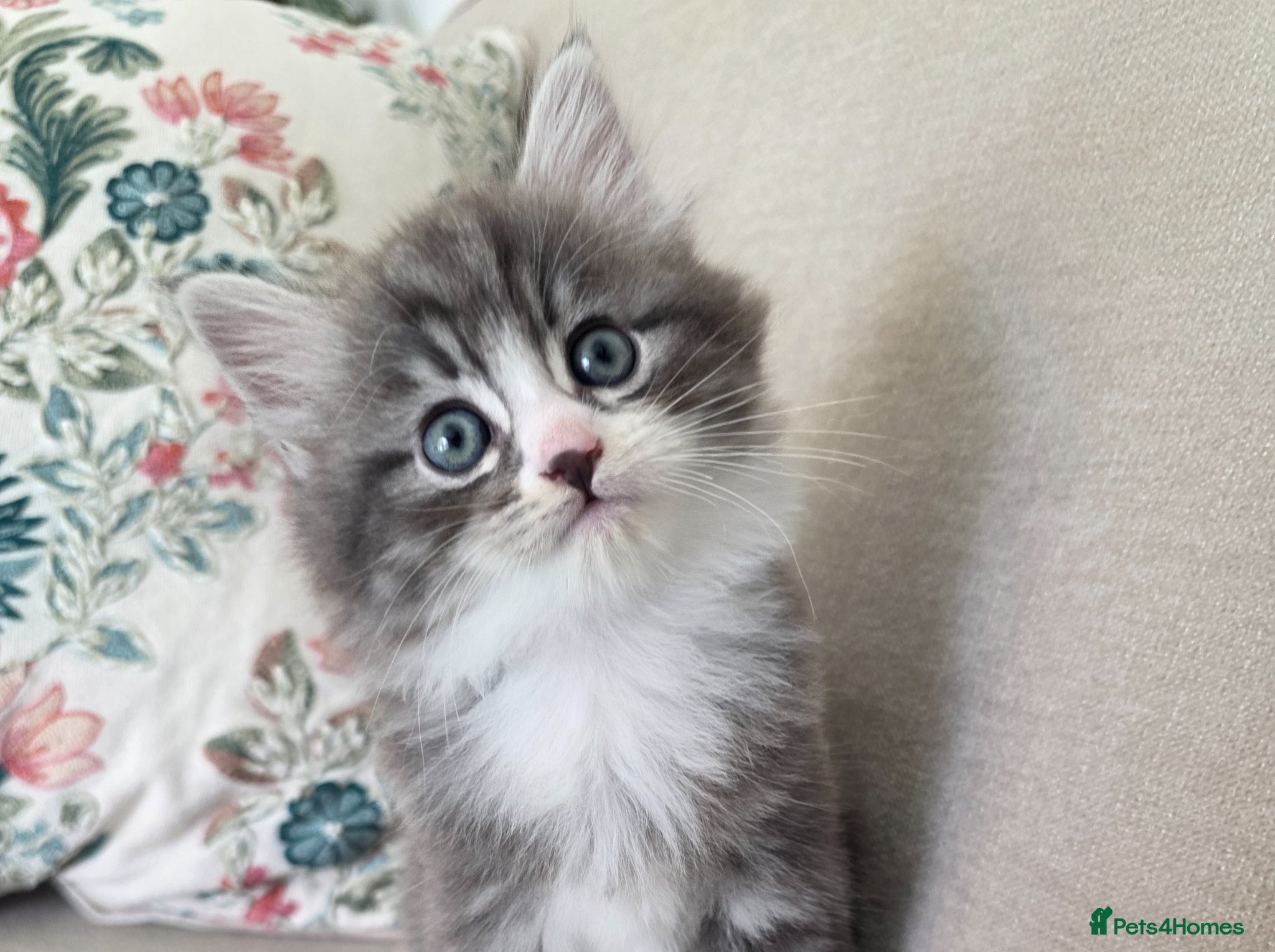 Mixed Breed cats Siberian mixed kittens - ready to leave - Advert 18