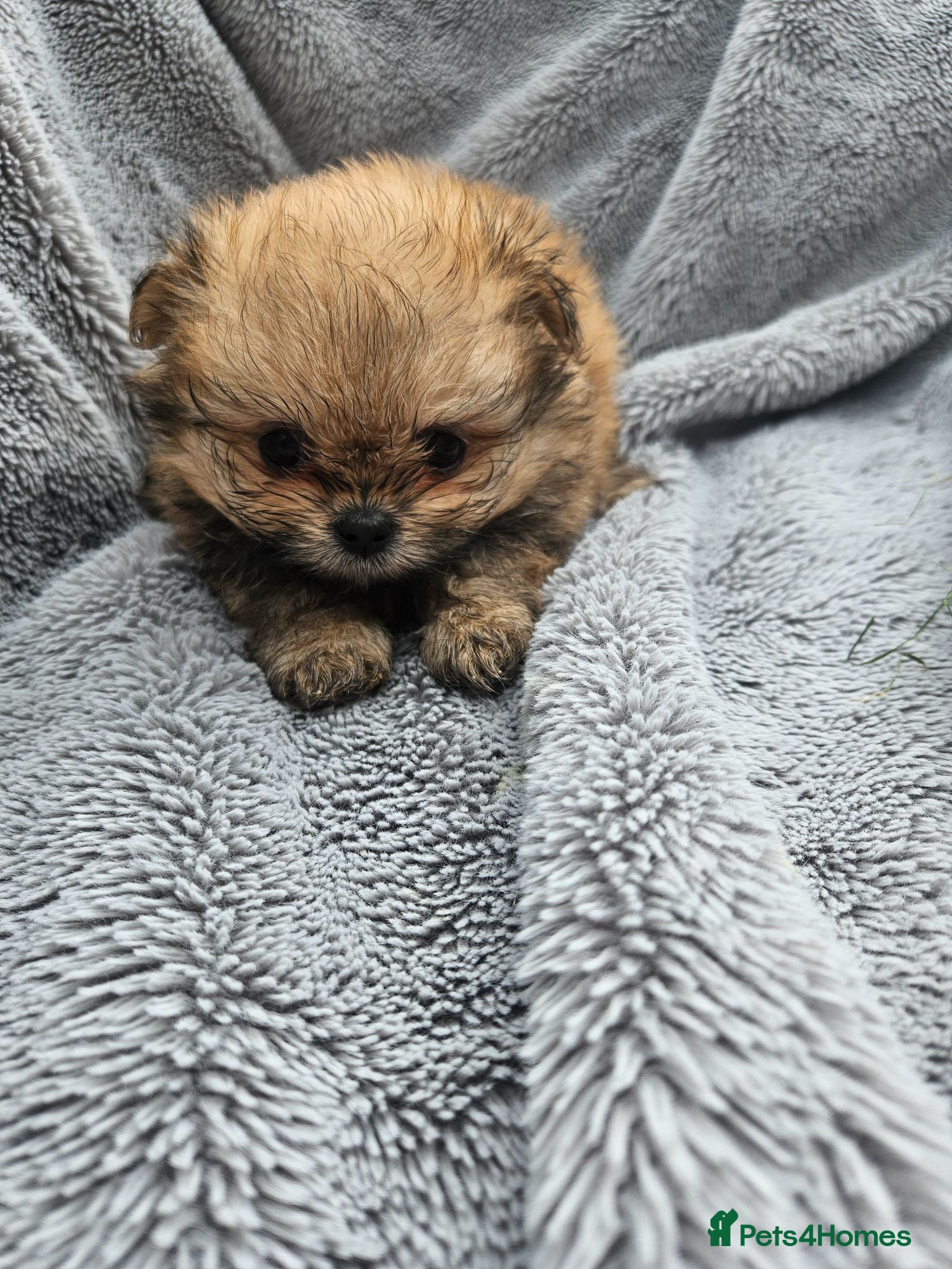 Mixed Breed dogs Stunning mixed poms  - Advert 2