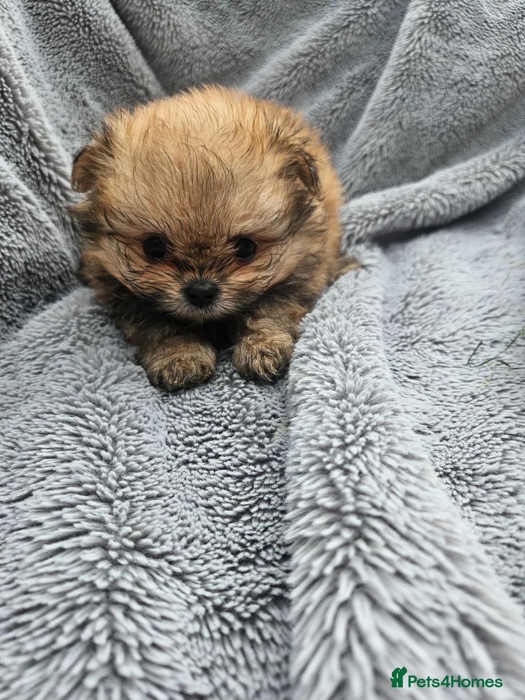 Mixed Breed dogs for sale: Stunning mixed poms  - Advert 2