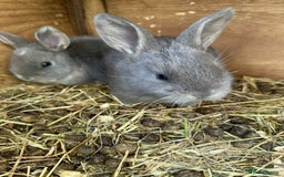 Continental Giant rabbits for sale: 3 Continental giant rabbit babies - Advert 9