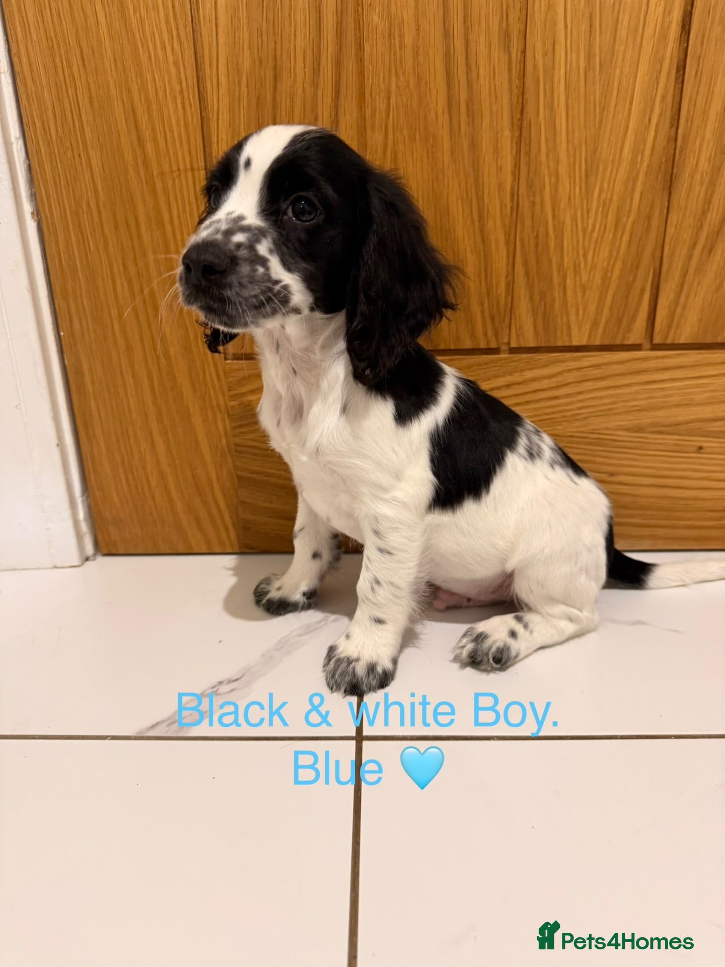 Cockapoo dogs ⭐ READY NOW ⭐ 2 BOYS! Beautiful Cockapoo puppies.  - Advert 11