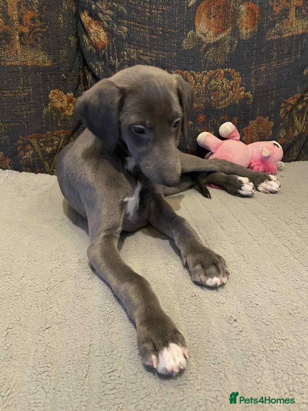 Mixed Breed dogs for sale: Beautiful Saluki x Whippet puppies - Advert 9