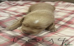 Goldador dogs for sale: Goldador  - Image 9