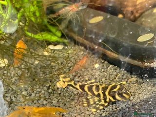 Plecos fish - Advert 34