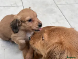 Dachshund dogs Mini Dachshund Long-haired Boy - Advert 6