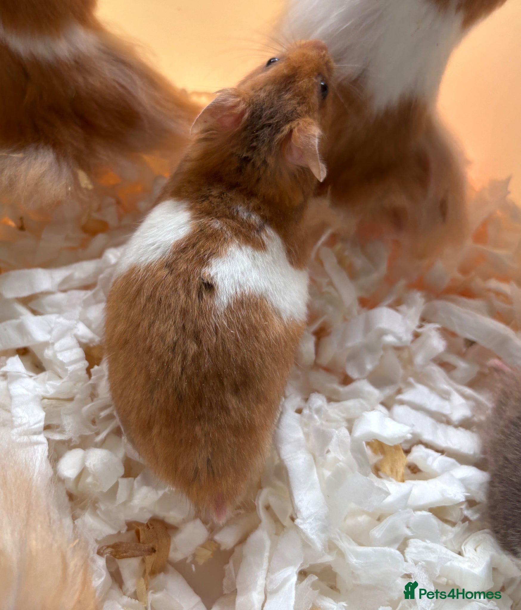 Hamster rodents Super friendly boy Syrian hamsters  - Advert 1