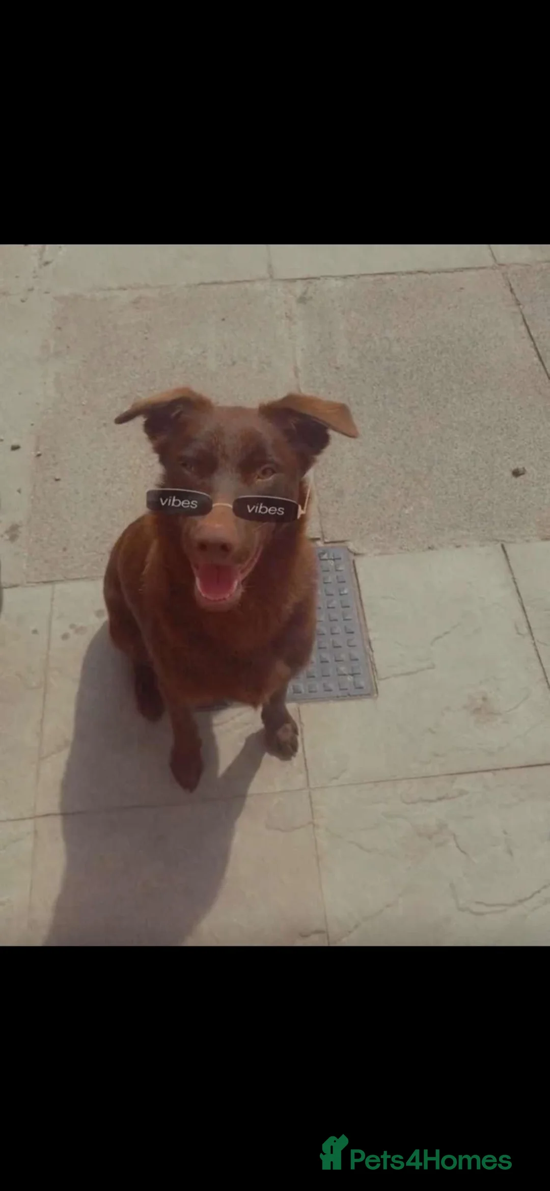 Australian Kelpie dogs for sale: Zeus Male 2 years old - Advert 2