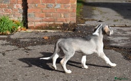 Saluki dogs for sale: ✨Pure Persian Saluki Litter,Now Available✨ - Image 5