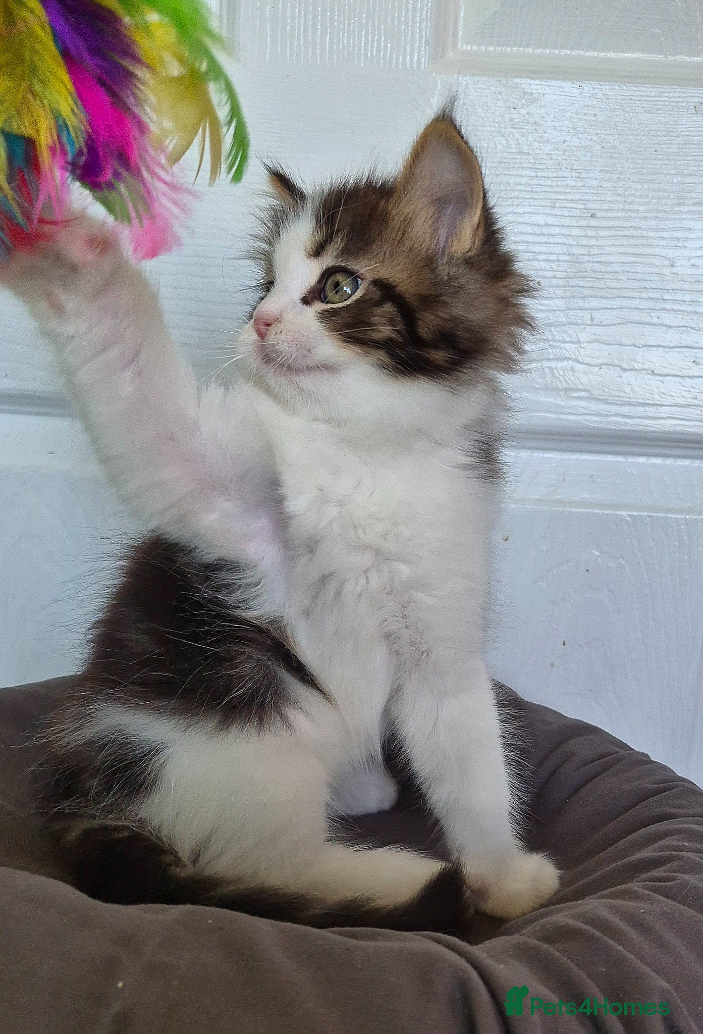 Ragcoon cats Confident Friendly Ragcoons Kittens  - Advert 2