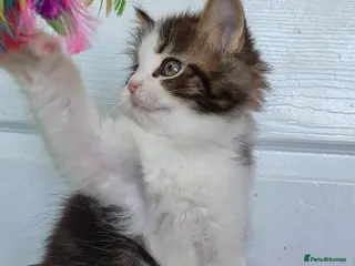 Ragcoon cats Confident Friendly Ragcoons Kittens - Advert 2