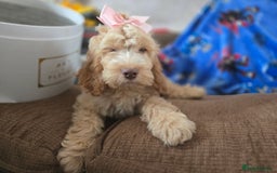 Cockapoo dogs for sale: Fully vaccinated and Extensively health tested.  in Wisbech - Image 1