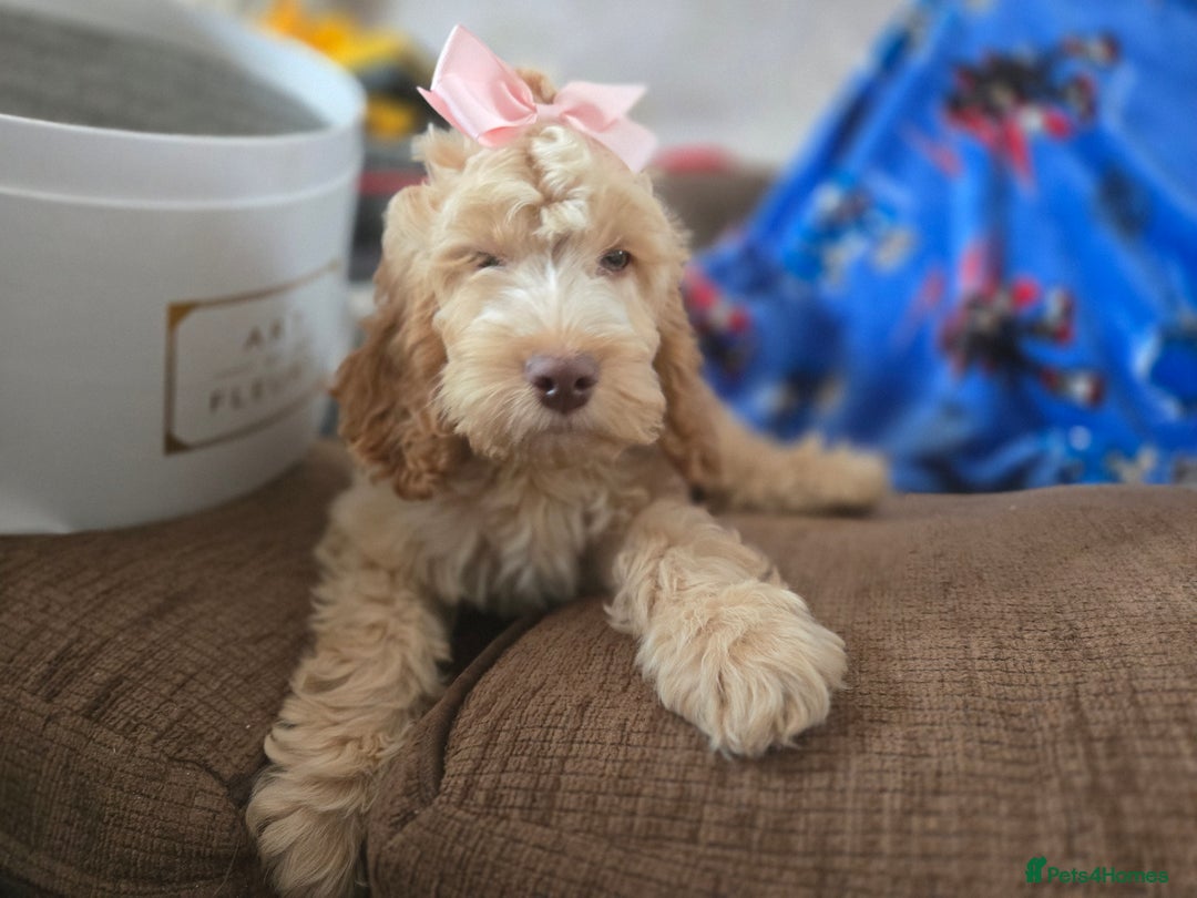 Cockapoo dogs for sale: Fully vaccinated and Extensively health tested.  in Wisbech - Image 1