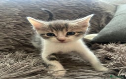 Bengal cats for sale: RUSSIAN BLUE BENGLES - Image 20