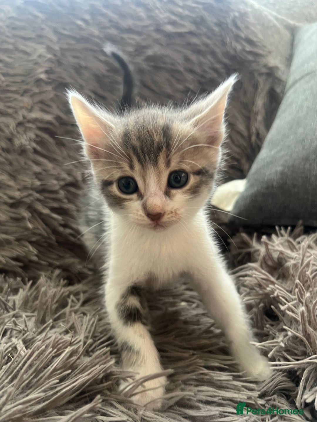Bengal cats for sale: RUSSIAN BLUE BENGLES - Image 20