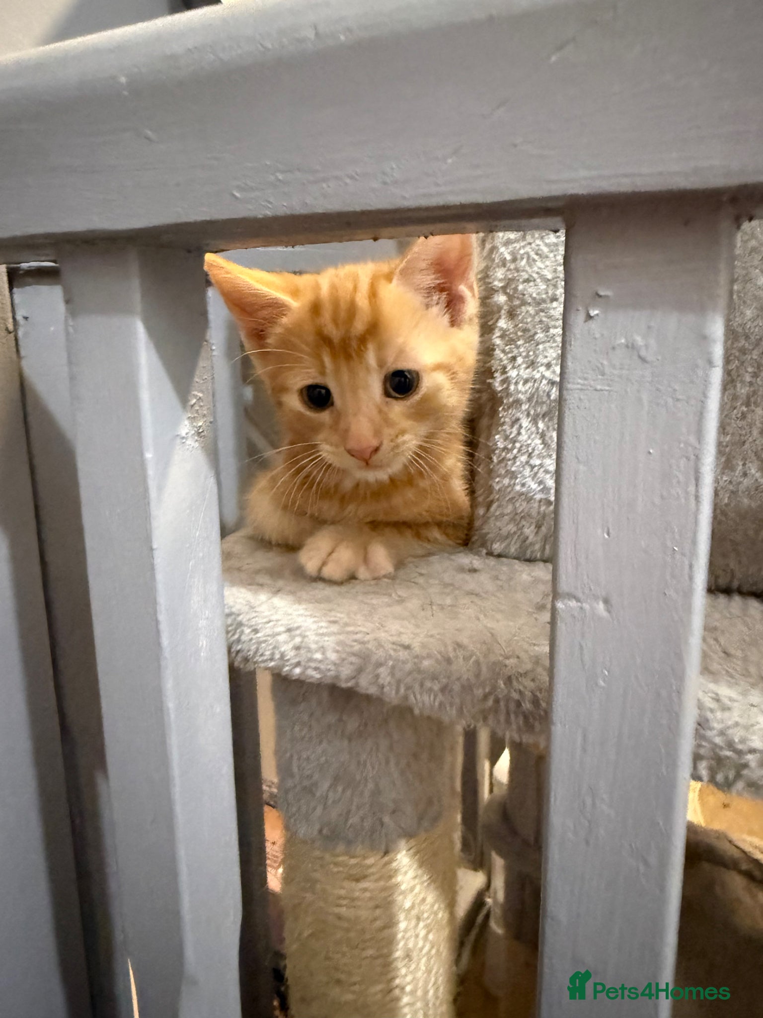 Mixed Breed cats Beautiful kittens for sale. ONLY GINGER LEFT.  - Advert 13
