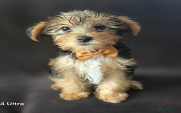 Yorkshire Terrier dogs for sale: Yorkshire Terrier Puppy 4 - 4 beautiful yorkie puppies  - Image 3