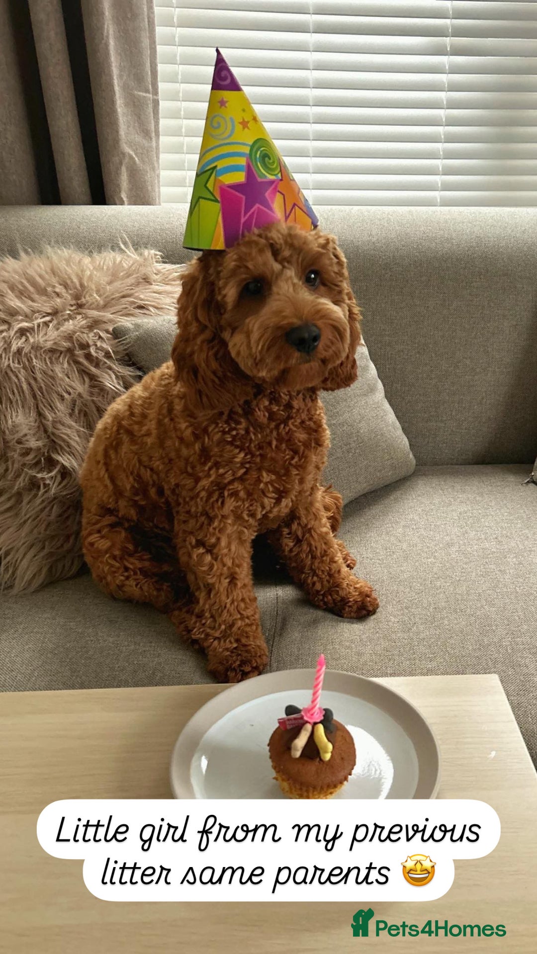 Cockapoo dogs for sale: FOX RED COCKAPOOS ⭐️⭐️ - Image 20