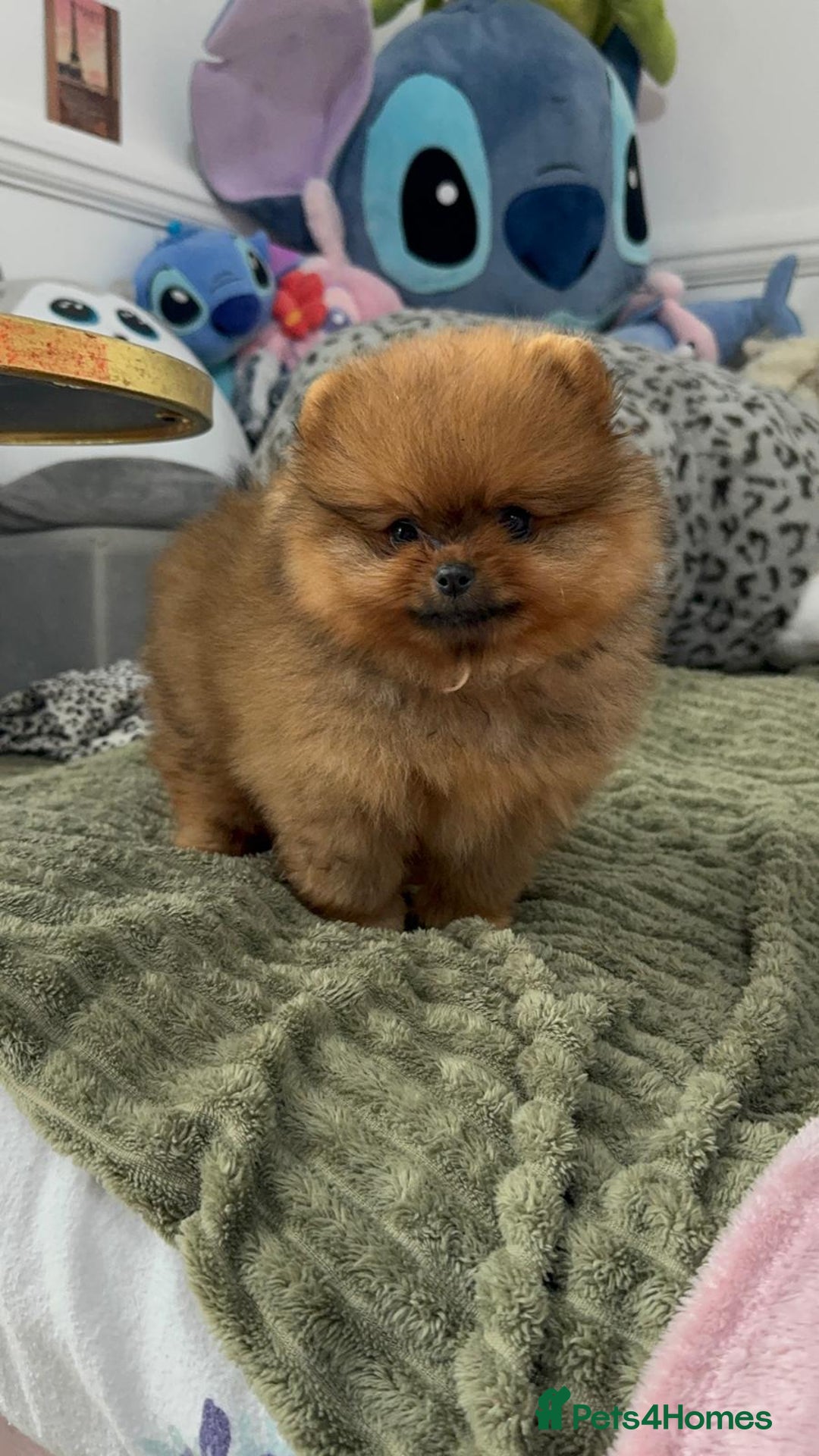 Pomeranian dogs for sale: Luxury puppy for sale - Advert 15