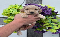 Goldendoodle dogs for sale: 8 gorgeous f1 mini goldendoodle dna clear - Image 7