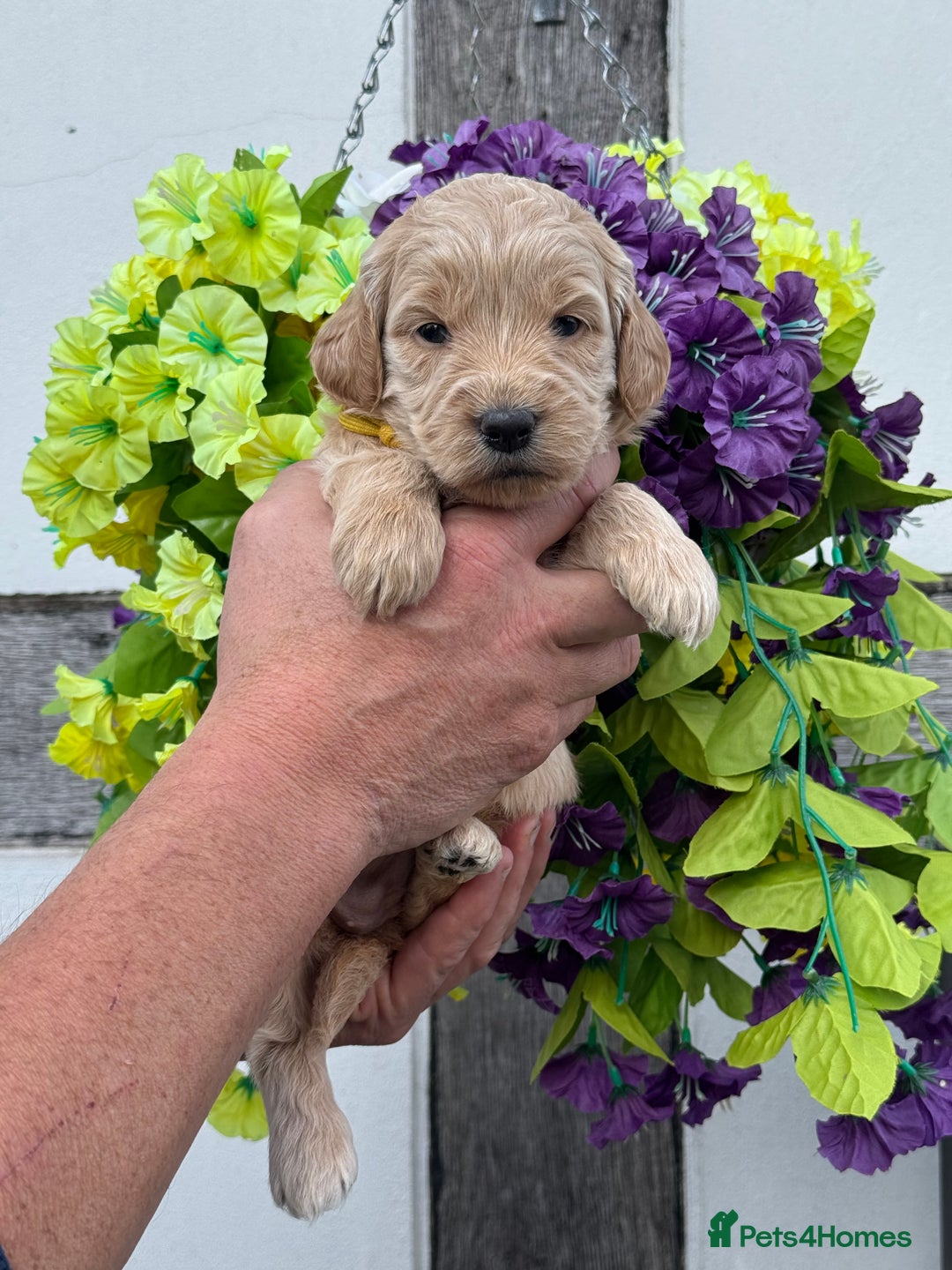 Goldendoodle dogs for sale: 8 gorgeous f1 mini goldendoodle dna clear - Image 7