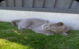 British Shorthair cats for stud: 💙 BLUE STUD EAST MIDLANDS 💙 in Derby - Image 15