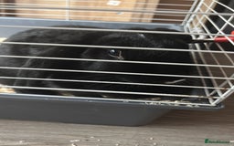 Sable rabbits for sale: rabbit for sale  - Image 1