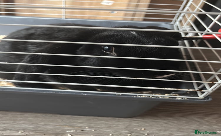 Sable rabbits - Advert 15