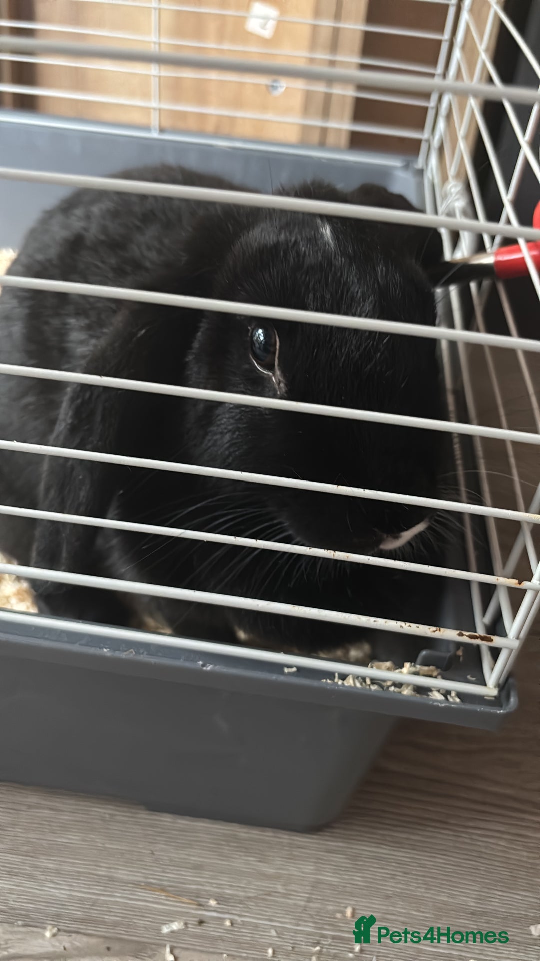 Sable rabbits for sale: rabbit for sale  - Image 1