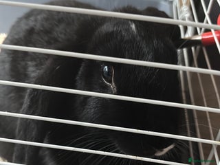 Sable rabbits rabbit for sale - Advert 1