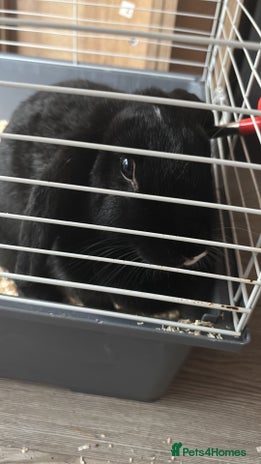 Sable rabbits rabbit for sale - Advert 1