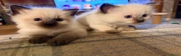 Ragdoll cats for sale: Beautiful Ragdoll kittens  in Forfar - Advert 4