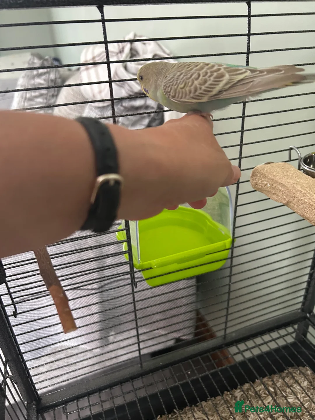 Budgerigars birds for sale: Two budgies with cage in Newton Abbot - Advert 4