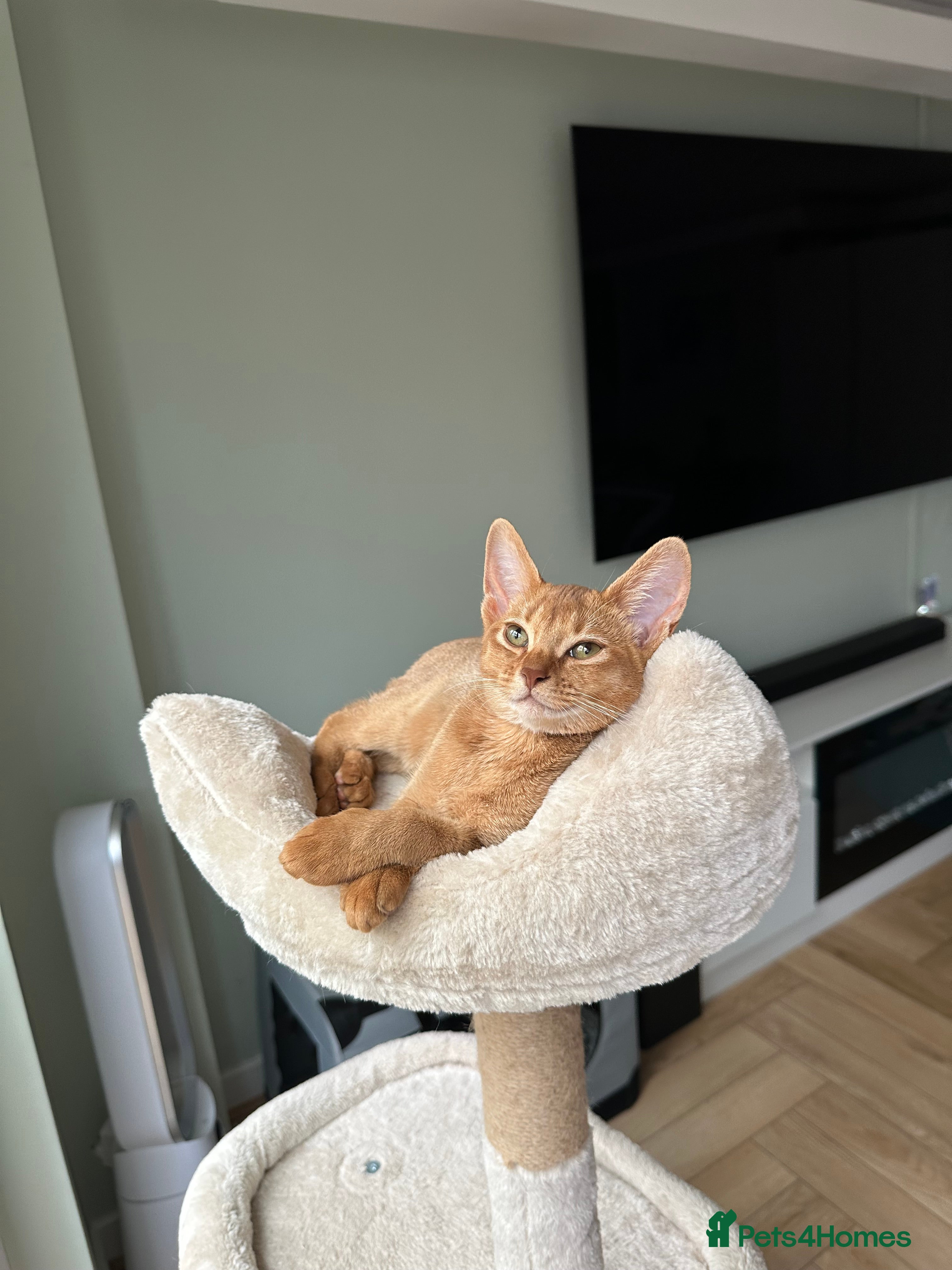 Abyssinian cats Abyssinian kittens  - Advert 2
